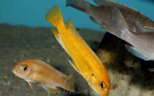 Pseudotropheus interruptus 'Chizumulu Island'